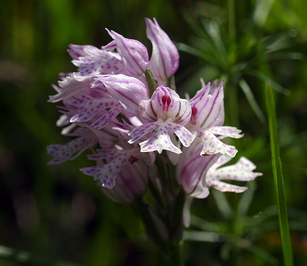 Neotinea tridentata